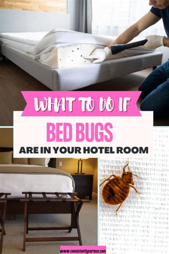 What happens if you get bed bugs at an Airbnb?